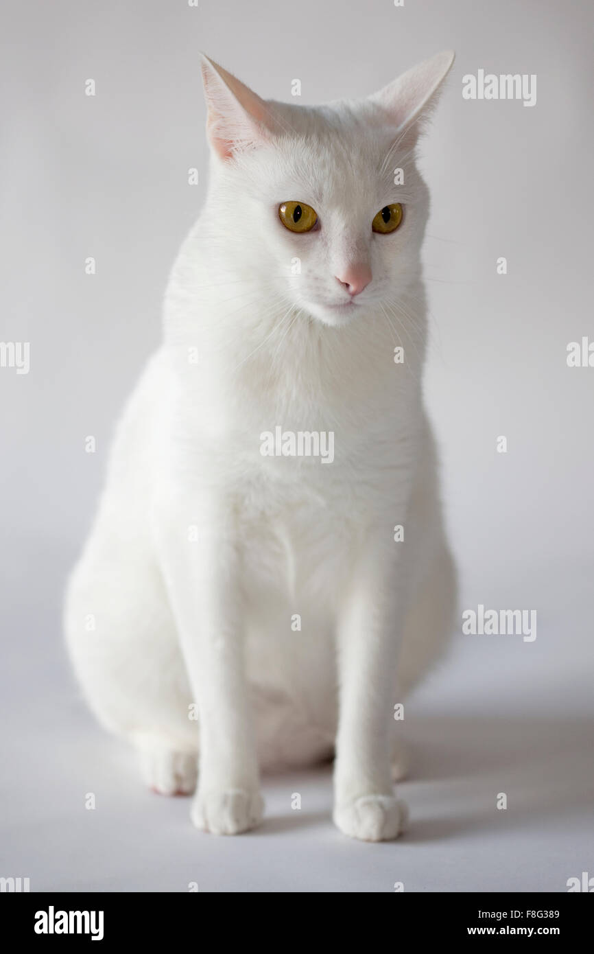 Chat Blanc Avec Des Yeux Jaunes Et Fond Blanc Photo Stock Alamy
