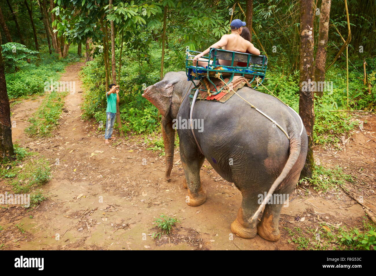 Tour d'éléphant dans la forêt tropicale, le parc national de Khao Lak, Thaïlande Banque D'Images