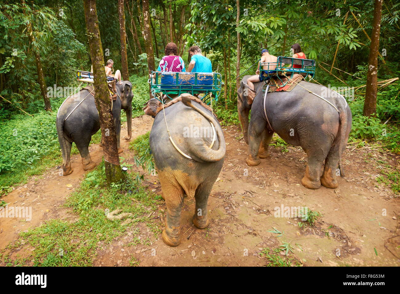 Thaïlande - l'équitation d'éléphant dans la forêt tropicale Banque D'Images