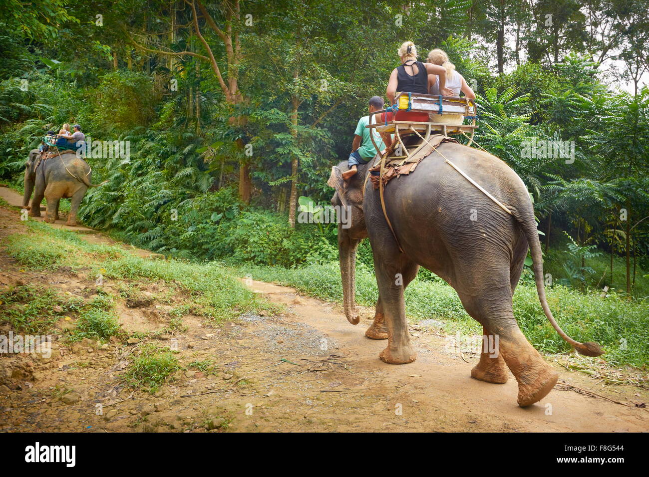 Thaïlande - l'équitation d'éléphant dans la forêt tropicale, le parc national de Khao Lak Banque D'Images