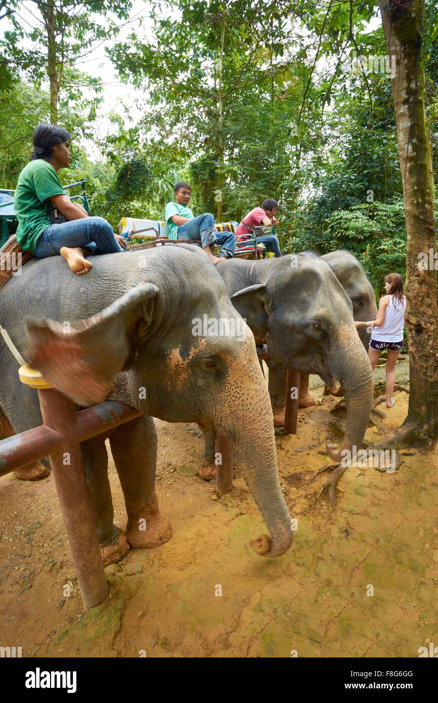 Thaïlande - province de Krabi, le parc national de Khao Lak, éléphant attendent les touristes Banque D'Images