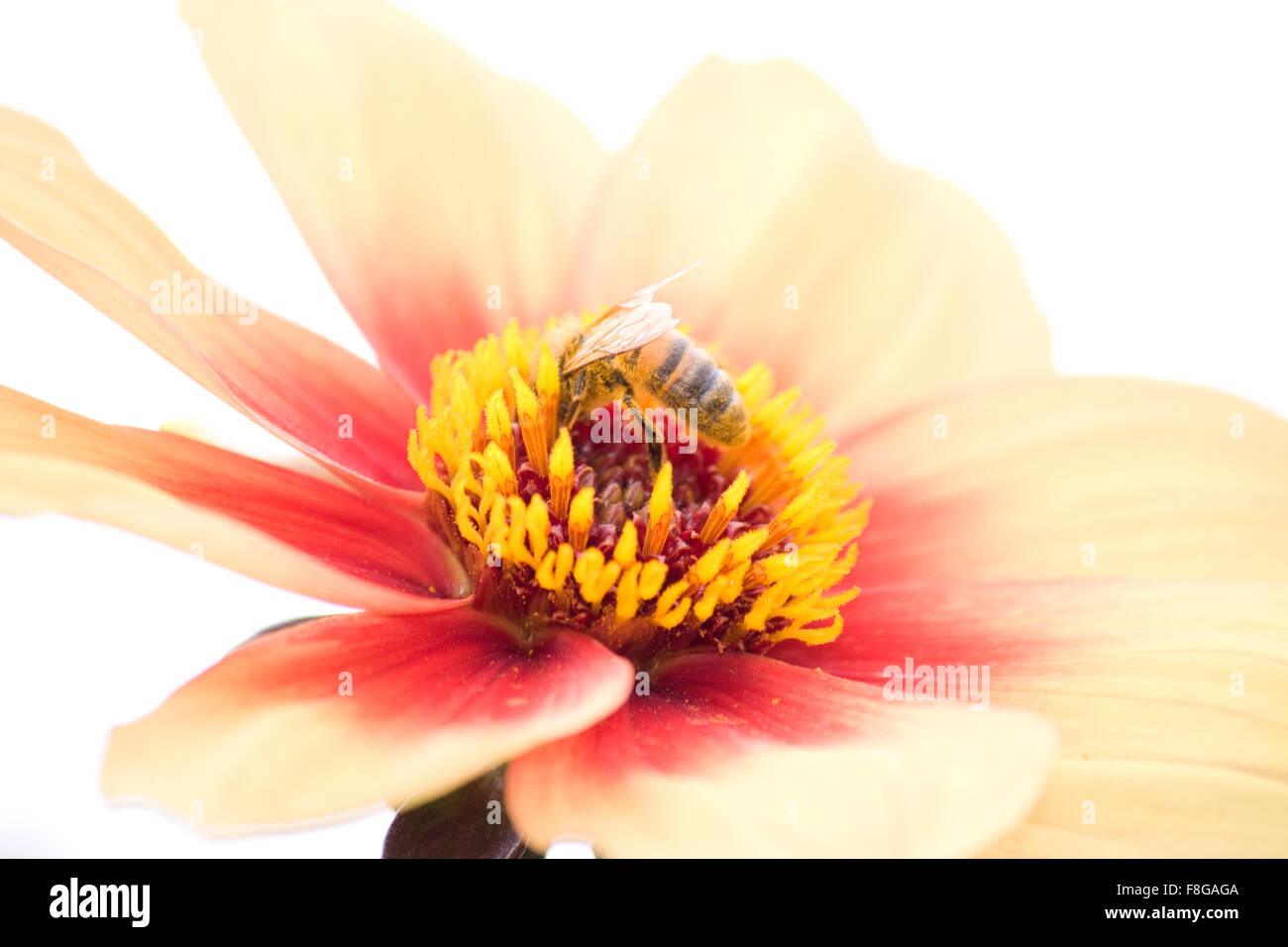 Wasp sur fleur rose Banque D'Images