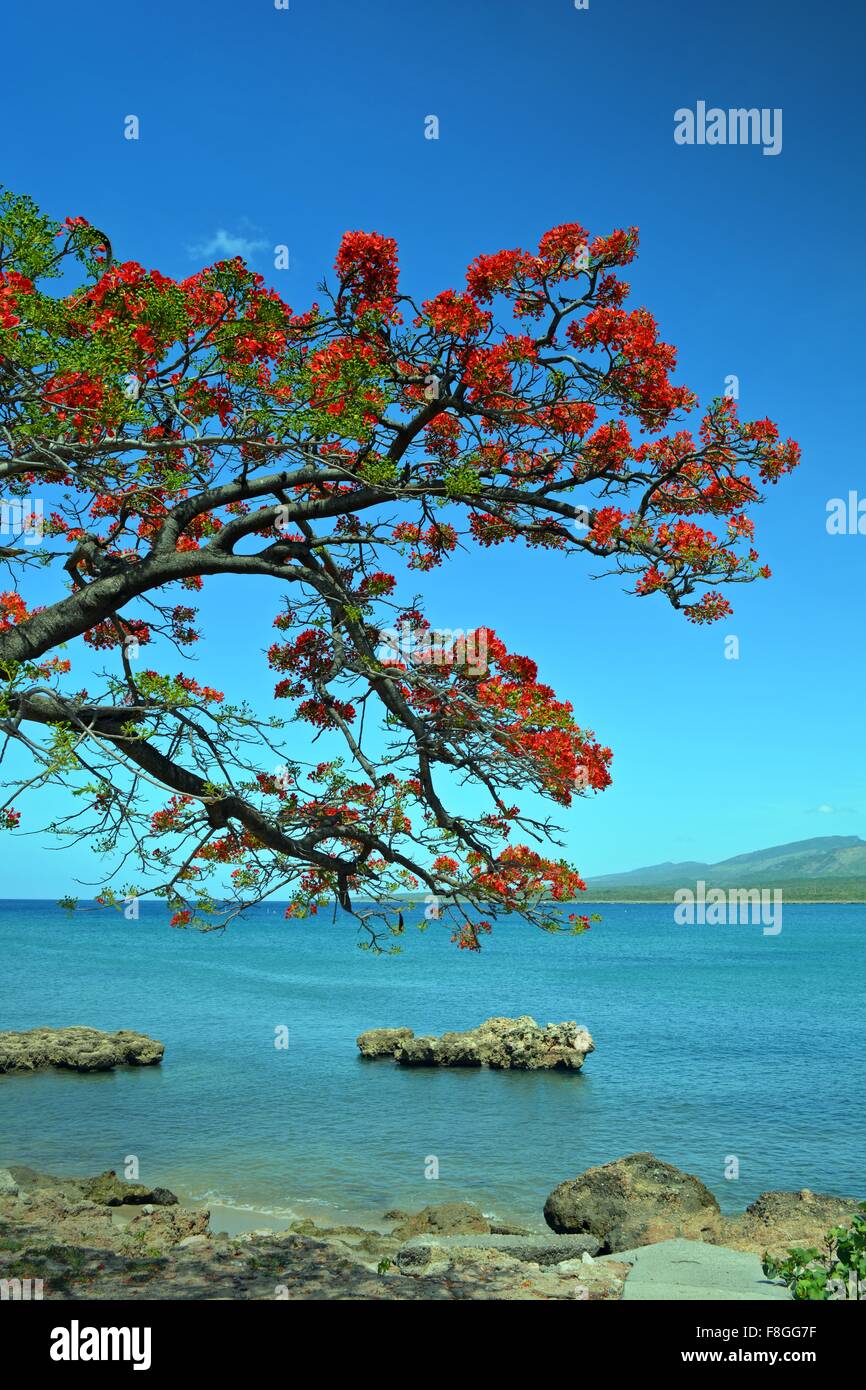 Plantes à fleurs d'acacia avec orange qui contraste avec un ciel bleu sur la côte rocheuse à La Boca près de Trinidad Cuba Banque D'Images