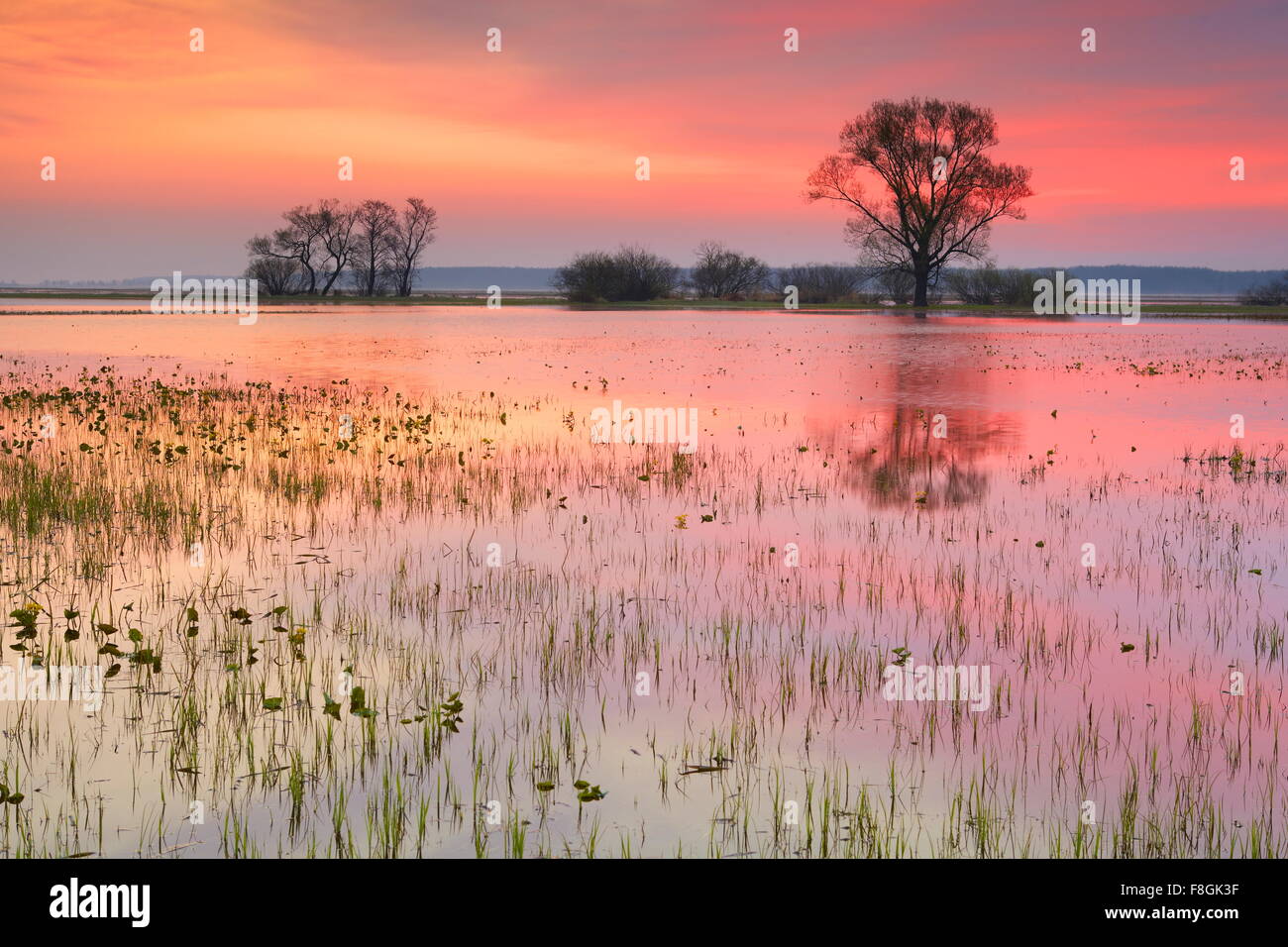 Paysage lever du soleil Parc national de Biebrza, Pologne Banque D'Images