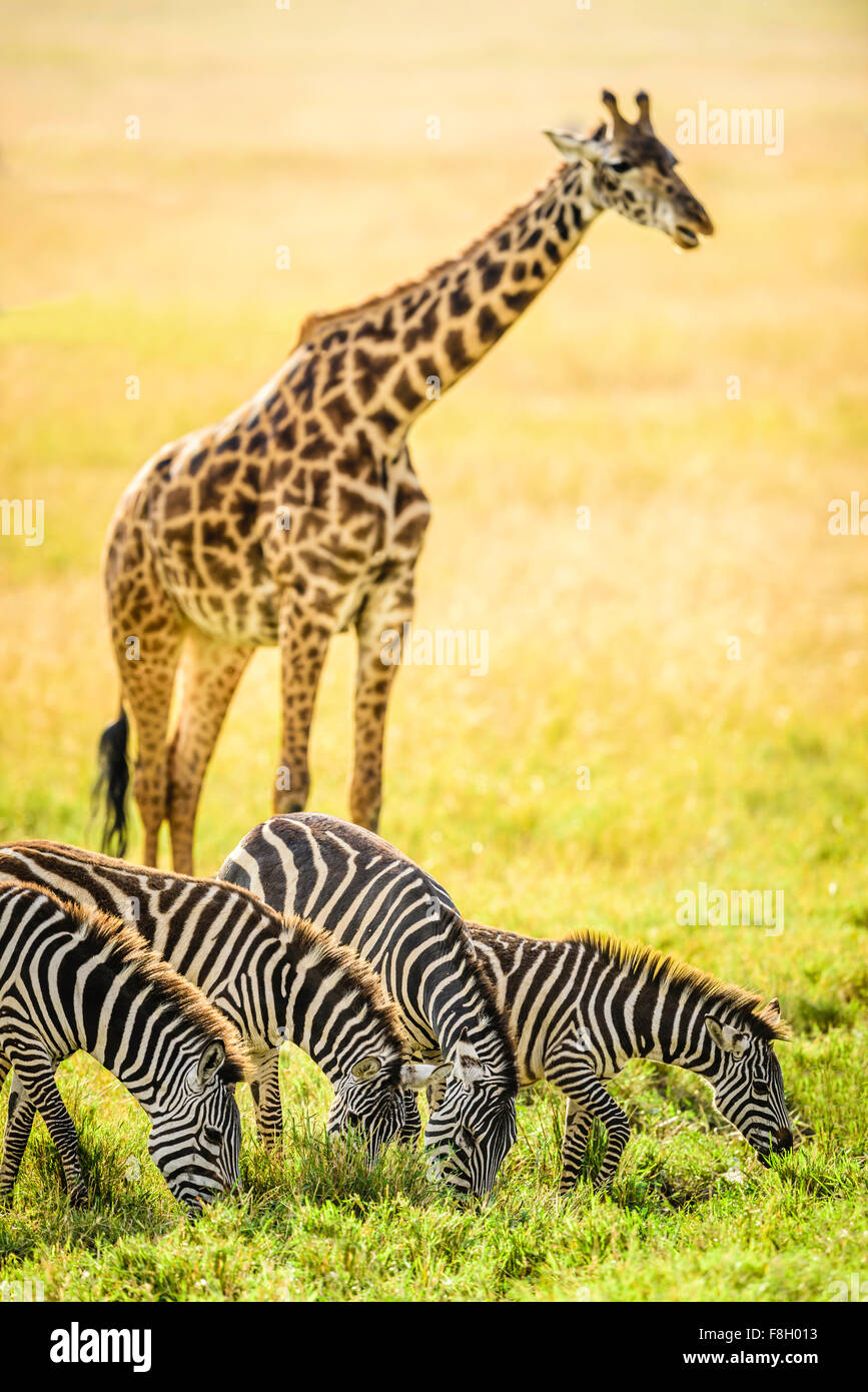 Girafes et zèbres broutant dans savanna Banque D'Images