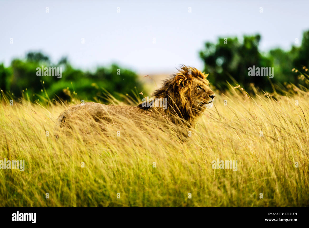 Lion debout dans l'herbe haute Banque D'Images