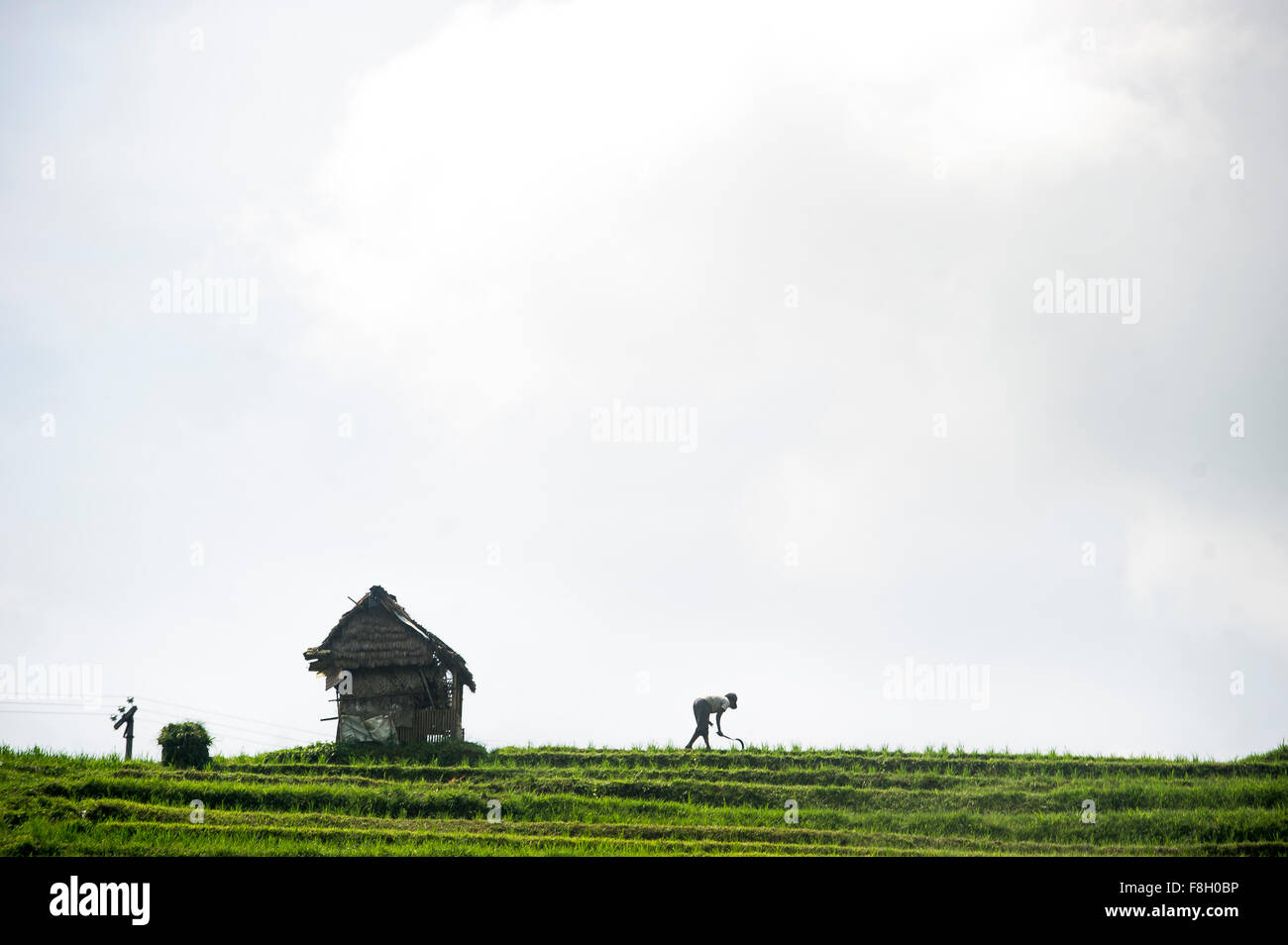 Silhouette d'agriculteur travaillant en milieu rural terrasse de riz Banque D'Images