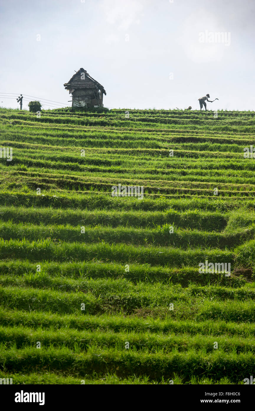 Silhouette d'agriculteur travaillant en milieu rural terrasse de riz Banque D'Images