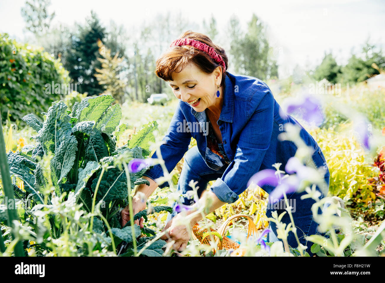 Caucasian Woman picking vegetables in garden Banque D'Images