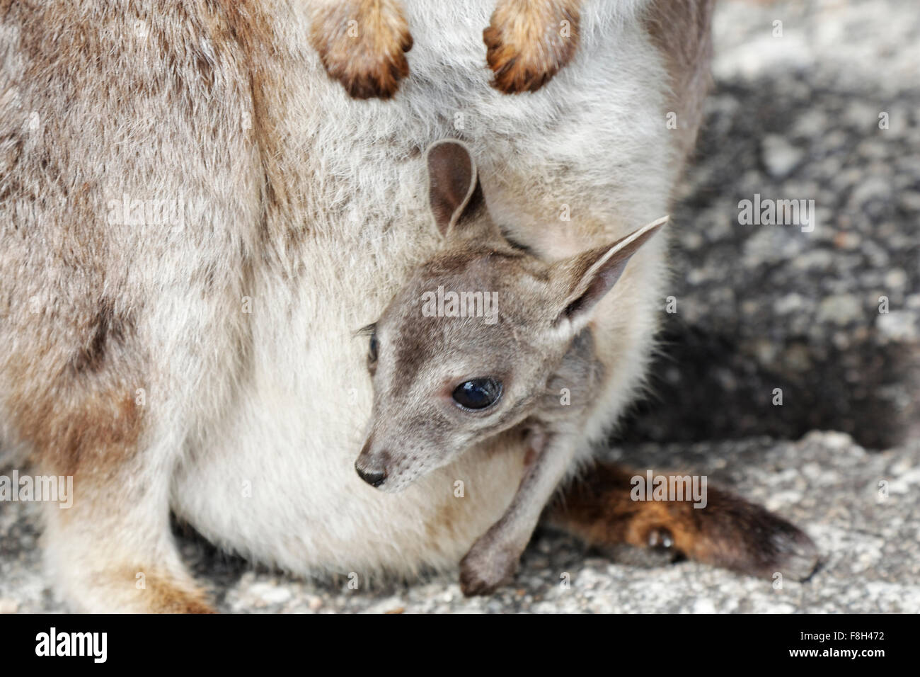Mignon bébé wallabies dans le sachet à gorge de granit Banque D'Images