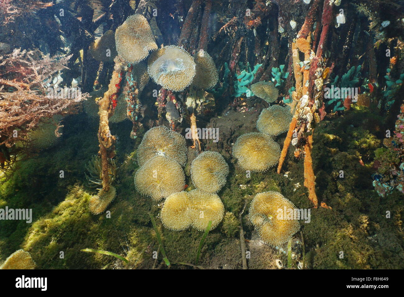 La vie sous-marine, les anémones de mer Stichodactyla helianthus, racines dans la mangrove, la mer des Caraïbes, Panama, Amérique Centrale Banque D'Images