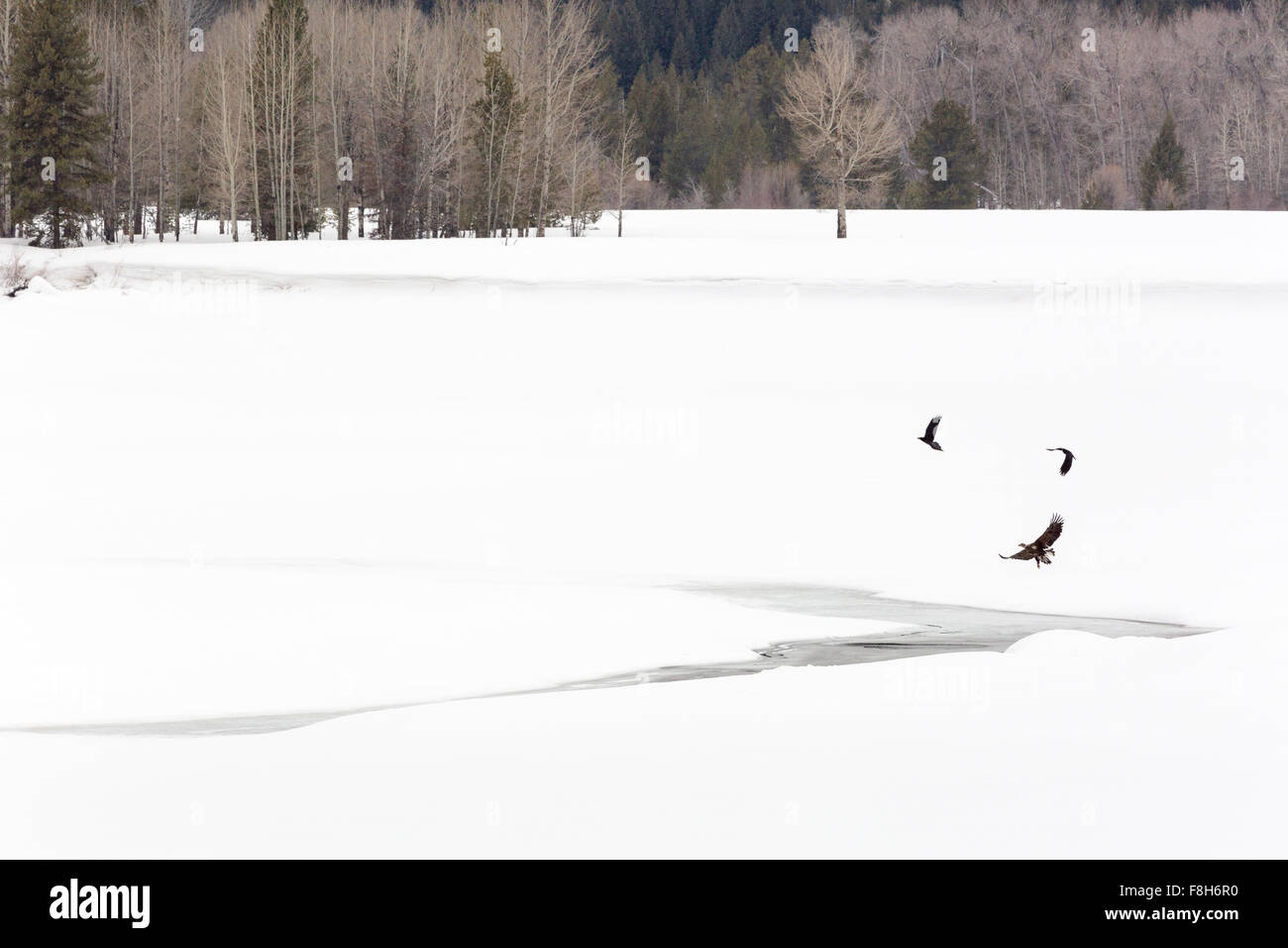 Un pygargue à tête blanche juvénile prend son envol avec une paire de corbeaux d'Oxbow Bend, Parc National de Grand Teton, Wyoming. Banque D'Images