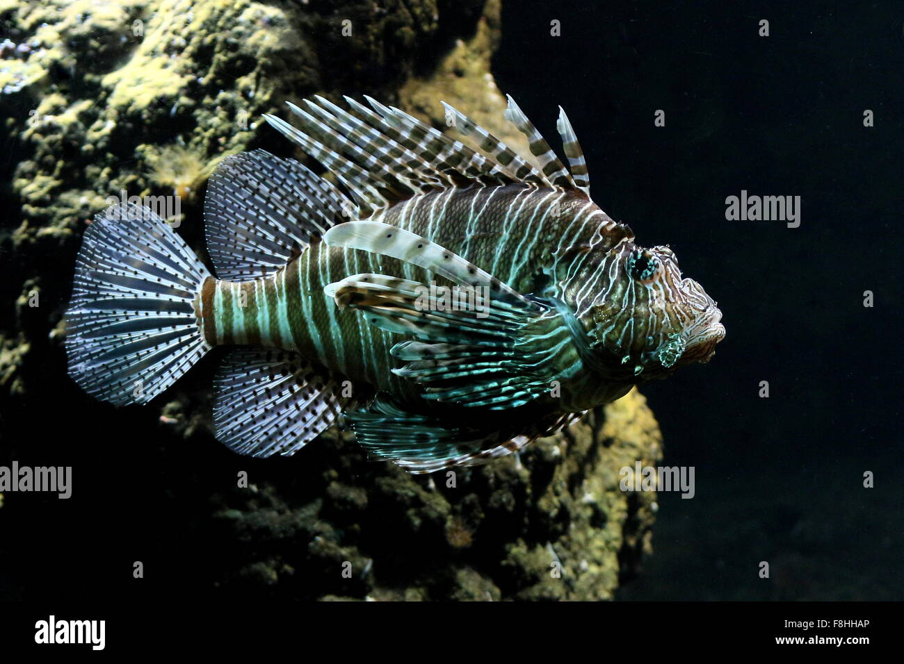 À Poisson-papillon rouge exotique de l'Indo-Pacifique (Pterois volitans), un poisson de récif venimeux, les espèces envahissantes dans les Caraïbes Banque D'Images