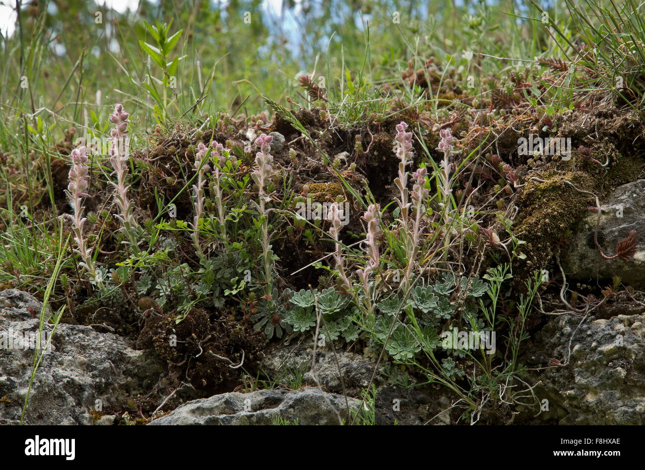 Engleria, Saxifrage Saxifraga porophylla sur rochers, endémique de l'Apennin, au Parc National des Abruzzes. Banque D'Images