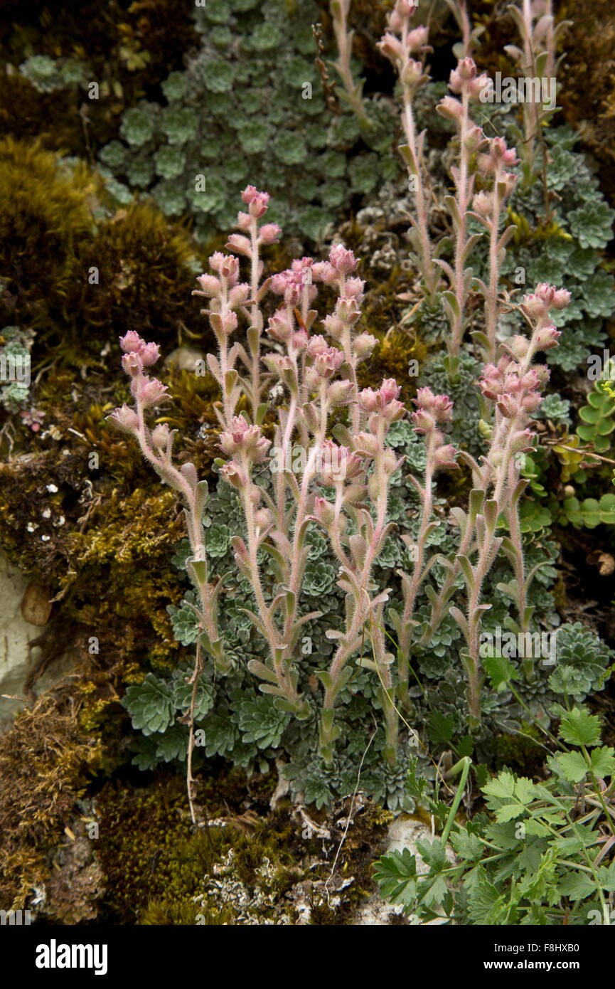 Engleria, Saxifrage Saxifraga porophylla sur rochers, endémique de l'Apennin, au Parc National des Abruzzes. Banque D'Images