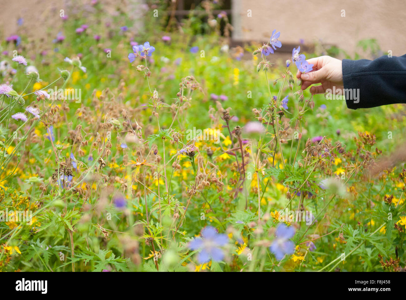 Jeune femme en molleton marine choisir une fleur dans la nature jardin au Château de Crathes dans l'Aberdeenshire, en Écosse. Banque D'Images