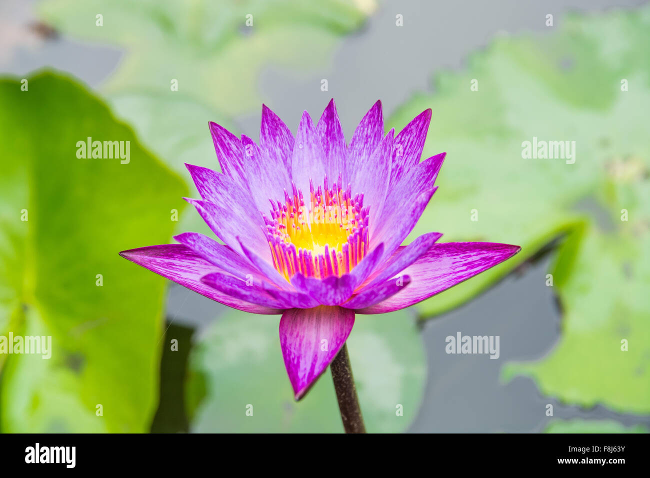 Fleurs de lotus violet dans l'étang. Banque D'Images