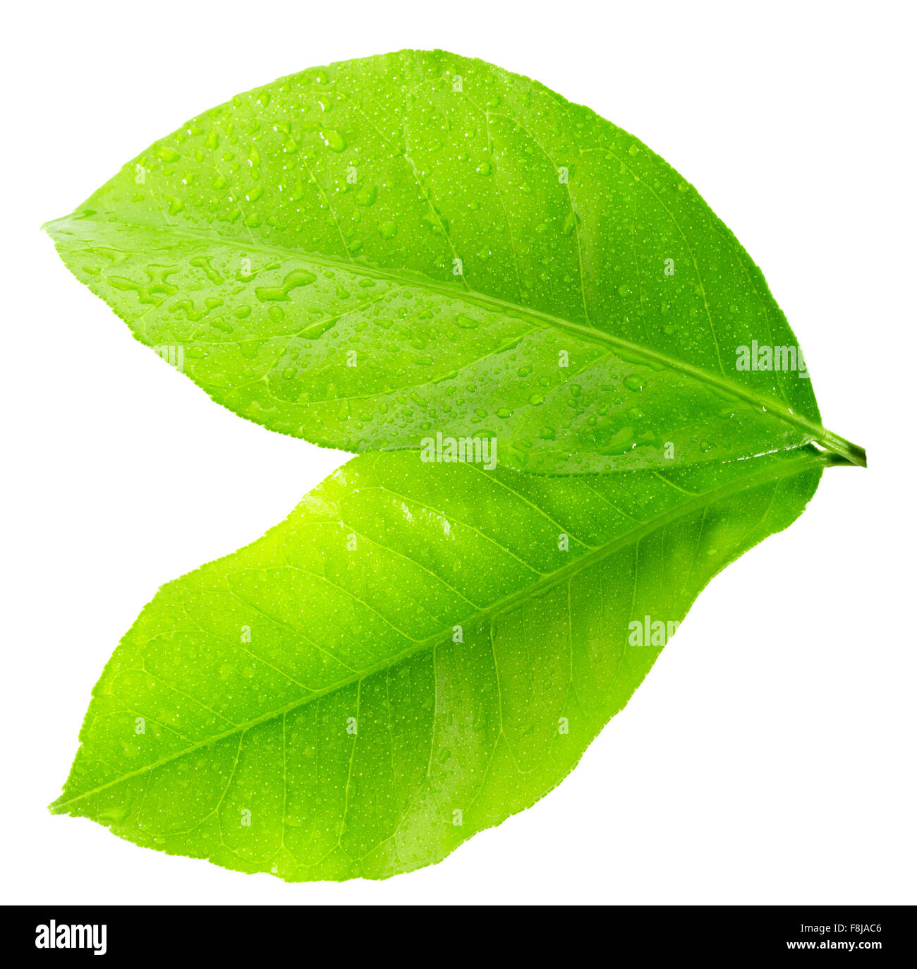 Feuilles de citron isolé sur le fond blanc. Banque D'Images