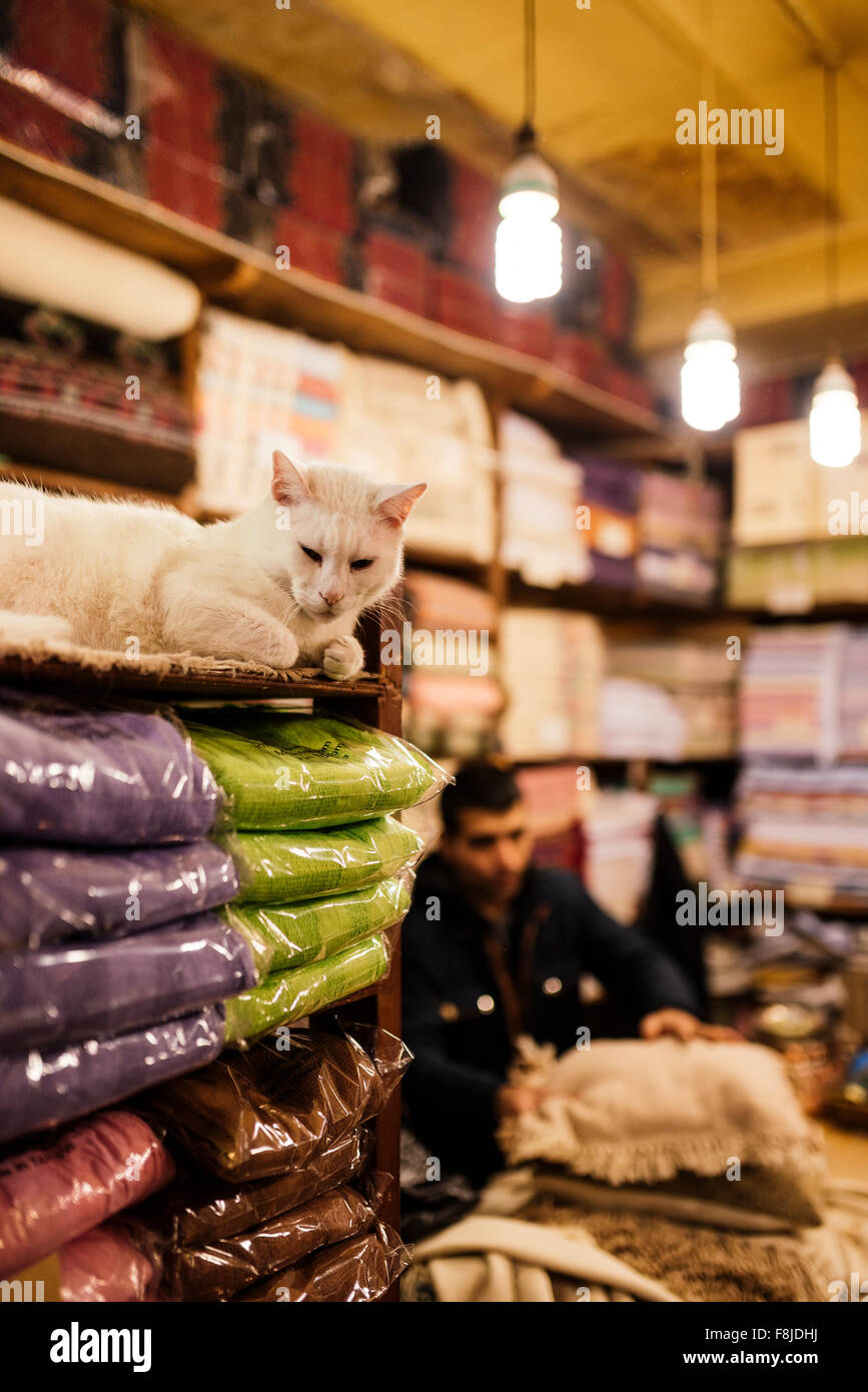 En sommeil de chat boutique textile, Grand Bazar, Istanbul, Turquie Banque D'Images