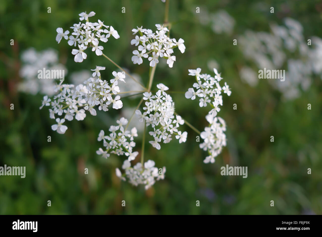 Cow Parsley capitule, close-up. [Anthriscus sylvestris] Banque D'Images