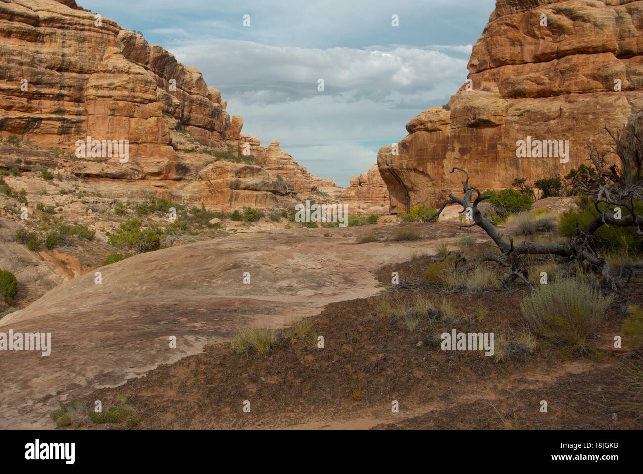 Un regard à travers le labyrinthe des canyons à distance connu sous le nom de Grand Gulch. Banque D'Images