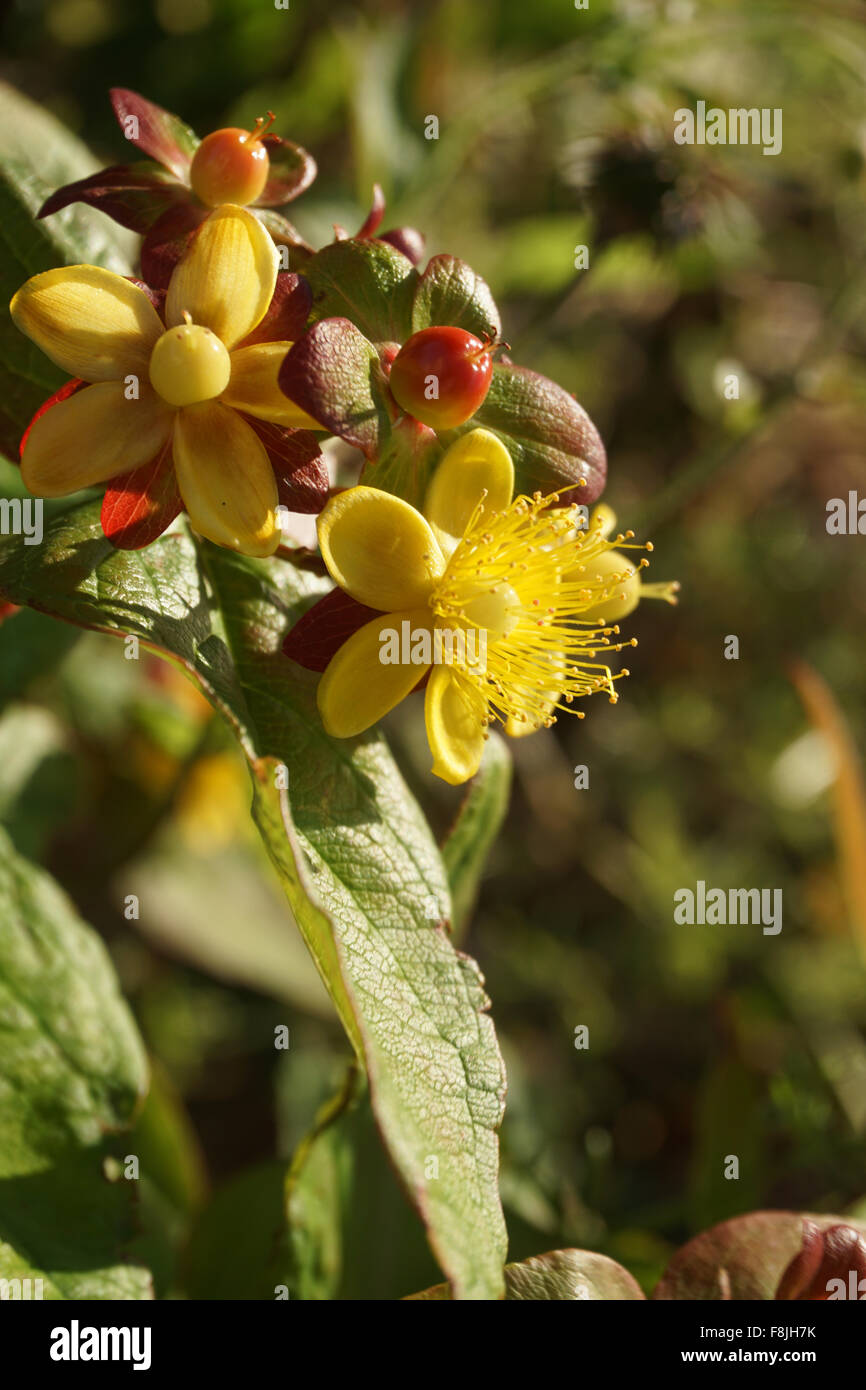 Le millepertuis [Hypericum perforatum] en fleur. Banque D'Images
