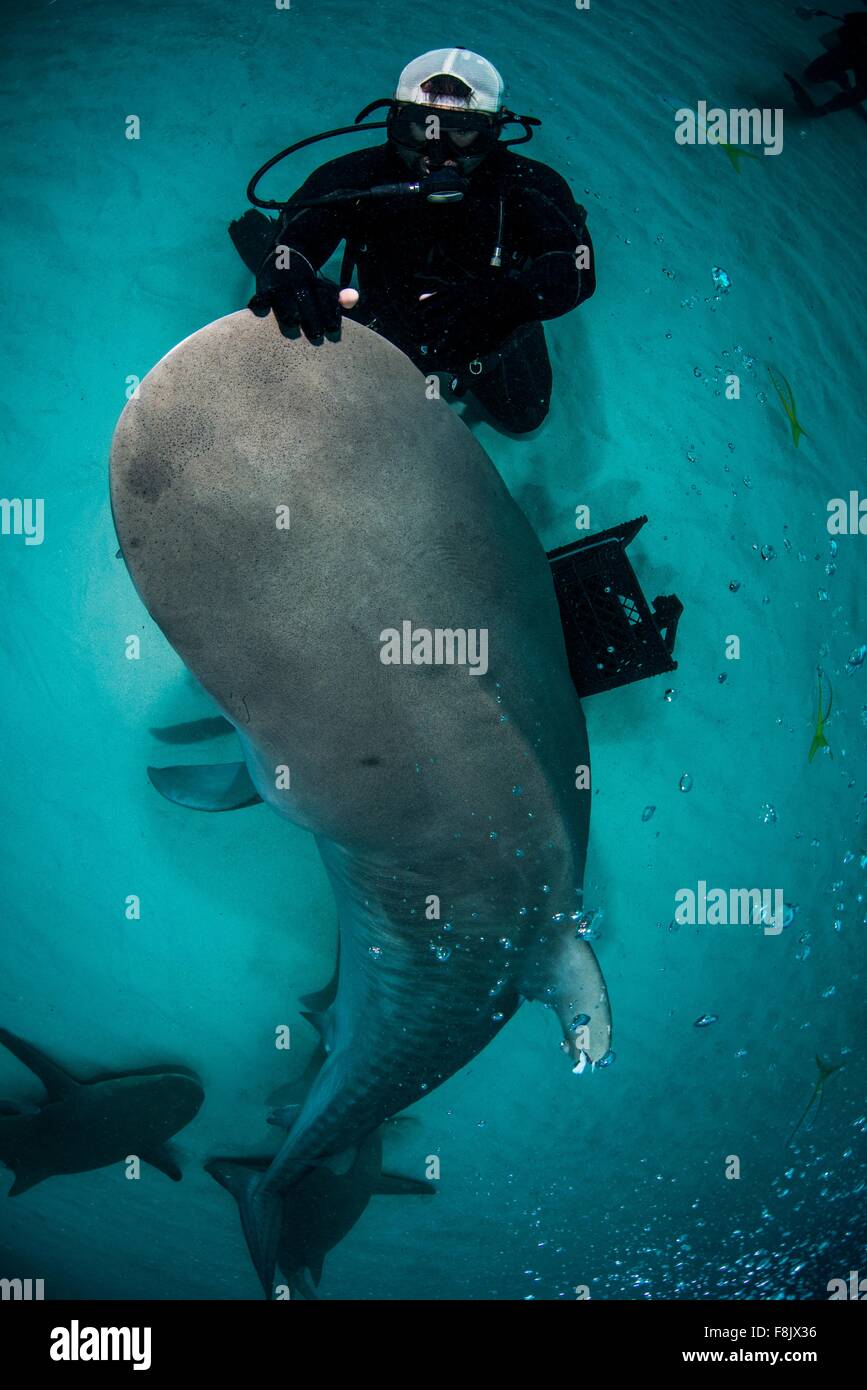 High angle view of scuba diver caresser requins tigre nez, Nord des Bahamas Banques, Bahamas Banque D'Images