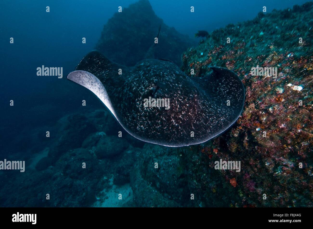 Marbré commun Ray plane au-dessus des fonds marins, l'île Cocos, Costa Rica Banque D'Images