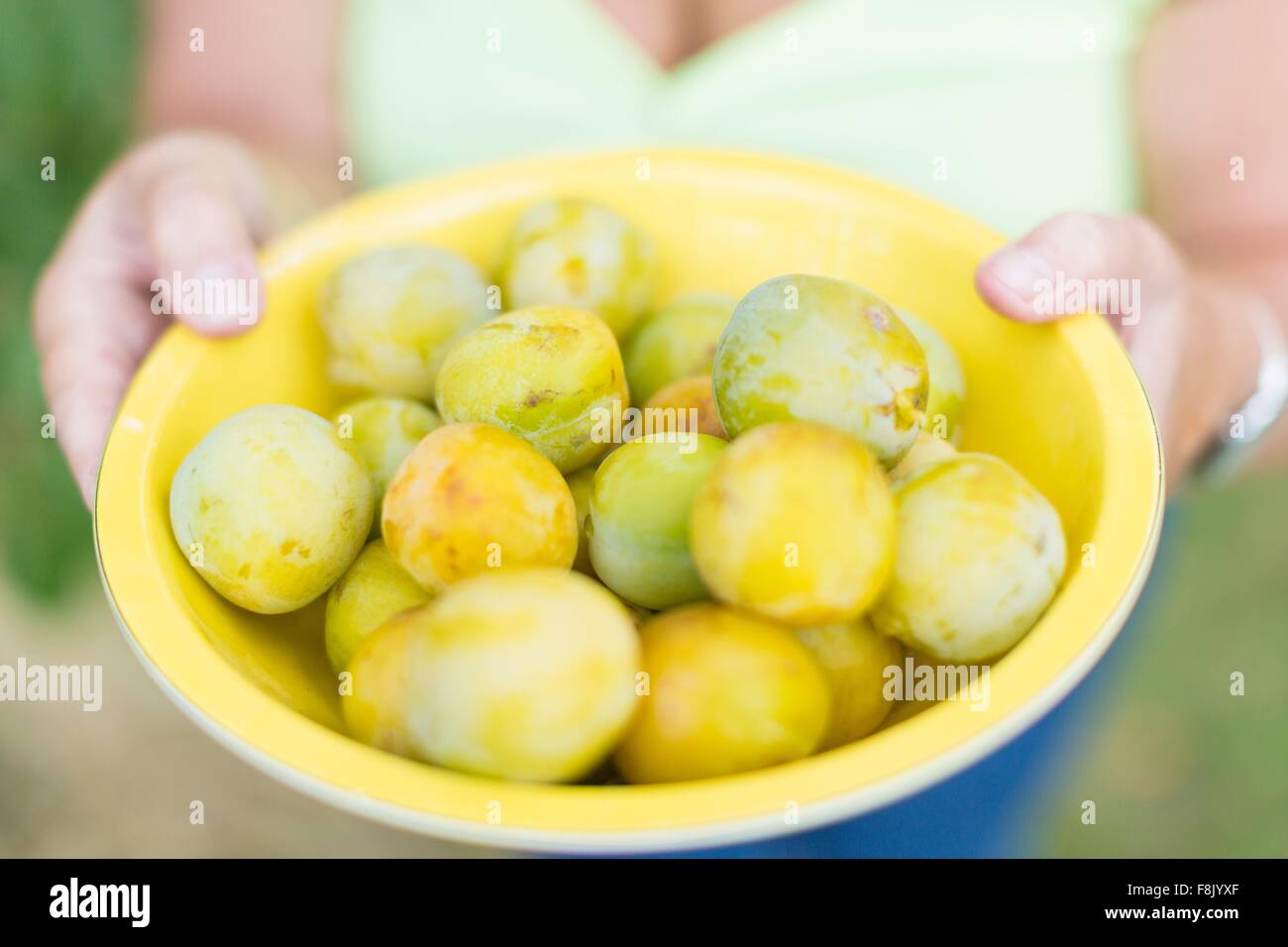 Close up of senior woman holding bowl de prunes jaunes cueillies Banque D'Images