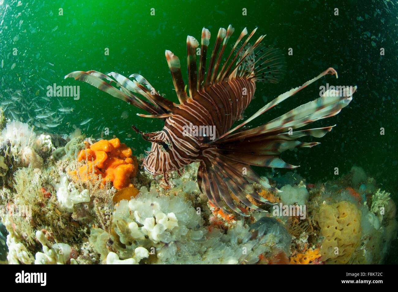 Vue sous-marine des poissons lion et de récifs coralliens, Isla Holbox, Quintana Roo, Mexique Banque D'Images