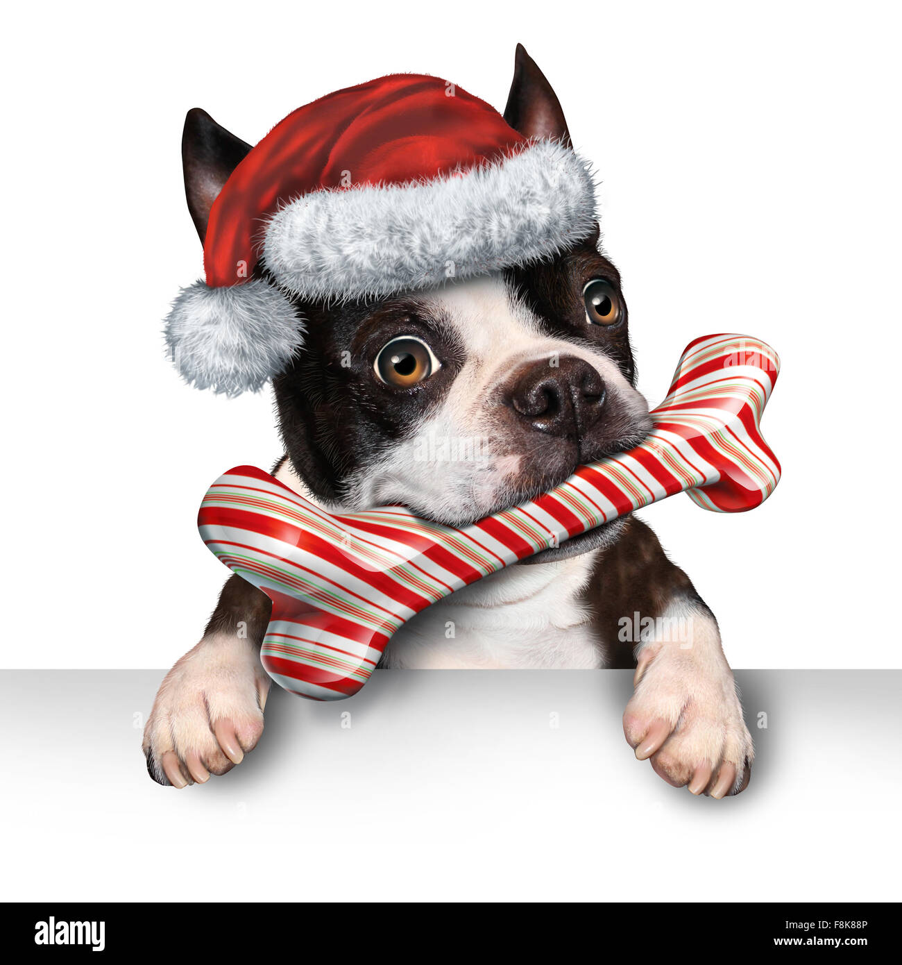 Vacances de Noël Animaux chien signe pour la médecine vétérinaire d'hiver fête de la publicité et des message avec un joli chien mordre dans un os fait de canne de Noël avec un chapeau de Père Noël accroché sur une étiquette blanche horizontale avec l'exemplaire de l'espace. Banque D'Images
