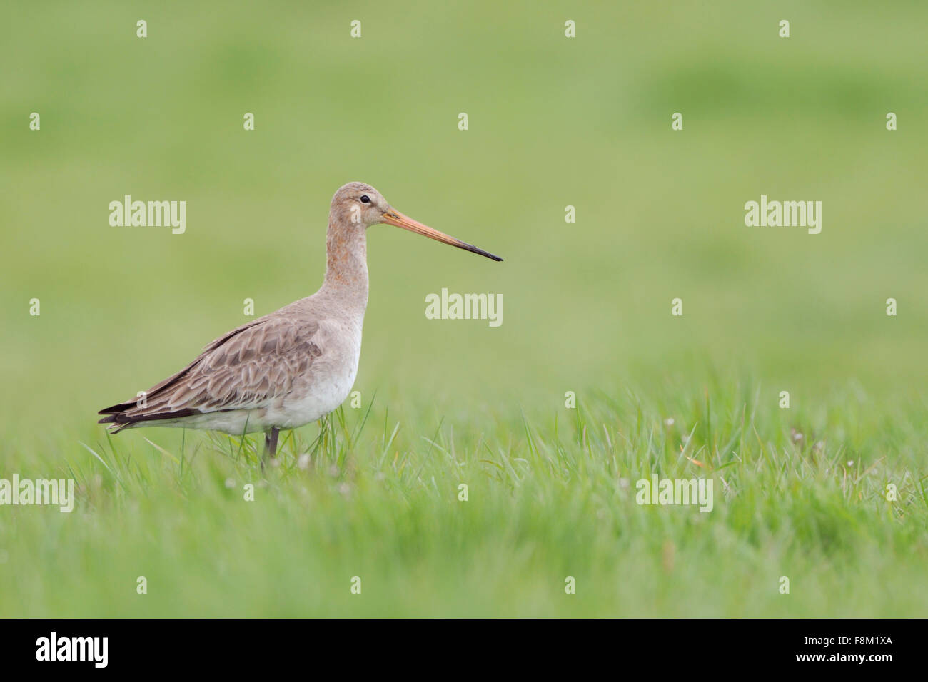 Godwit à queue noire / Uferschnepfe ( Limosa limosa ) se dresse dans l'herbe verte fraîche d'une prairie humide, observant autour, la faune, l'Europe. Banque D'Images