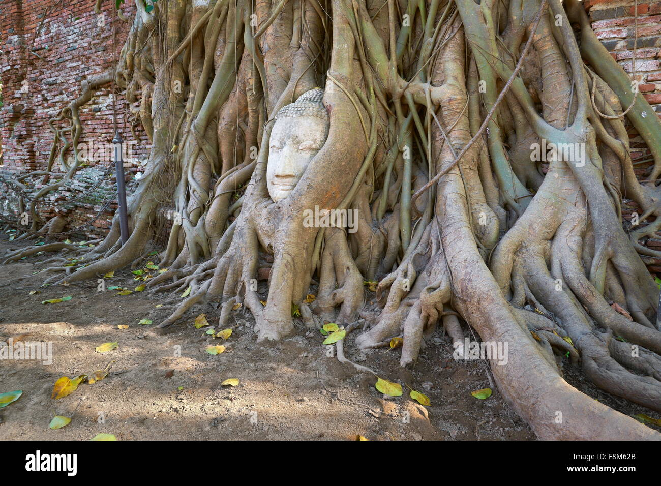 Thaïlande - Ayutthaya, tête de Bouddha envahie par les racines des arbres Banque D'Images