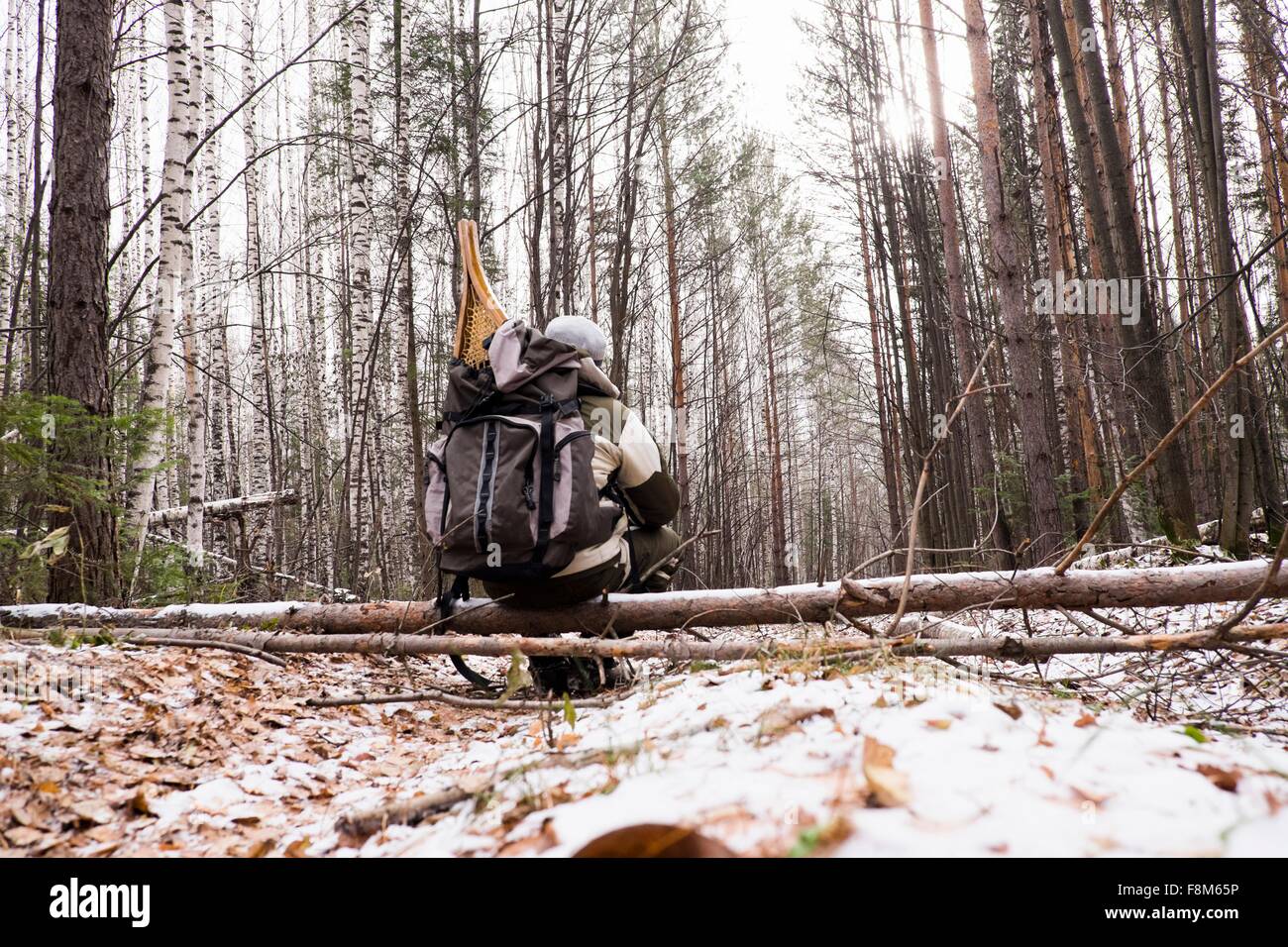 Vue arrière du male hiker dans la forêt couverte de neige avec des raquettes en sac à dos, de l'Oural, Russie Banque D'Images