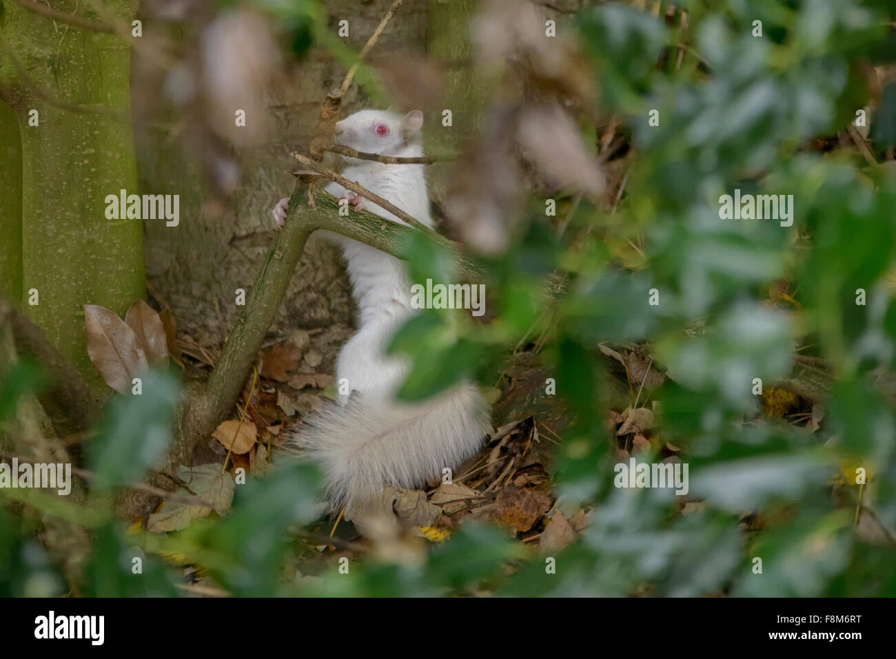 Écureuil albinos repéré en Hastings, East Sussex, UK. Banque D'Images