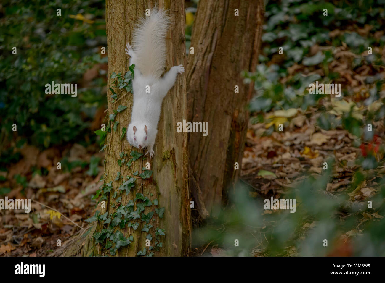 Écureuil albinos repéré en Hastings, East Sussex, UK. Banque D'Images