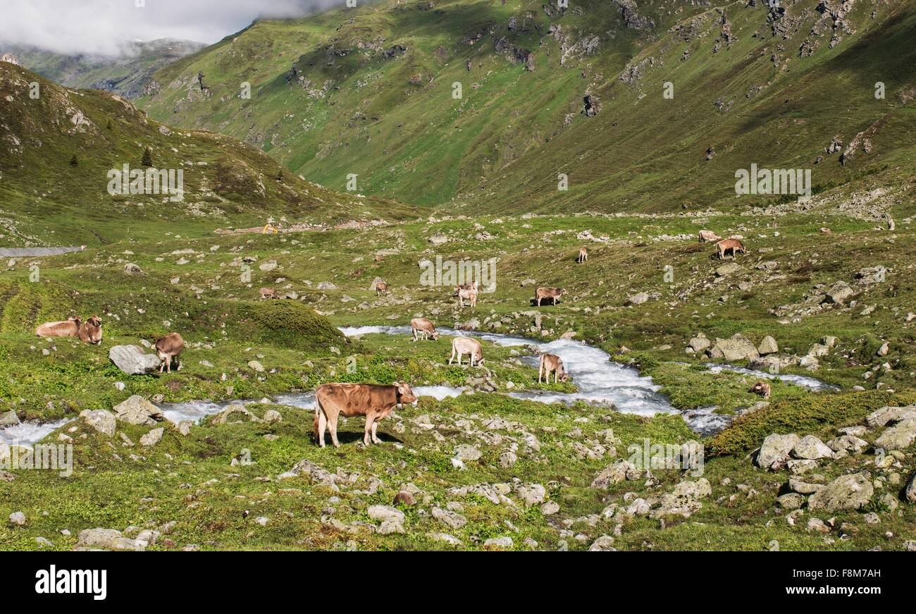 Troupeau de vaches au pâturage dans la vallée alpine, Canton des Grisons, Suisse, Banque D'Images