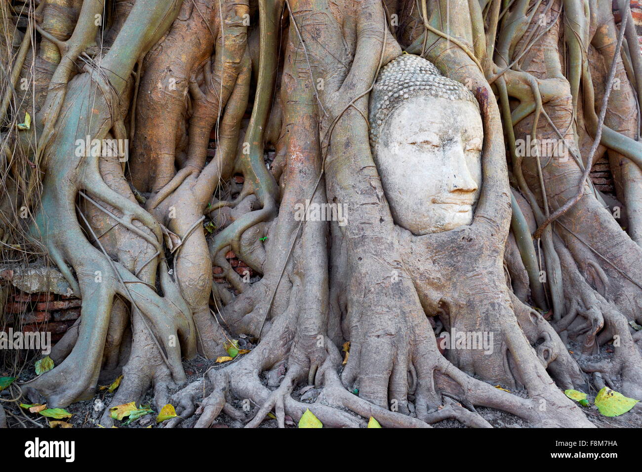 Thaïlande - Ayutthaya, Wat Mahathat Temple, une tête de Bouddha envahie par les racines des arbres Banque D'Images