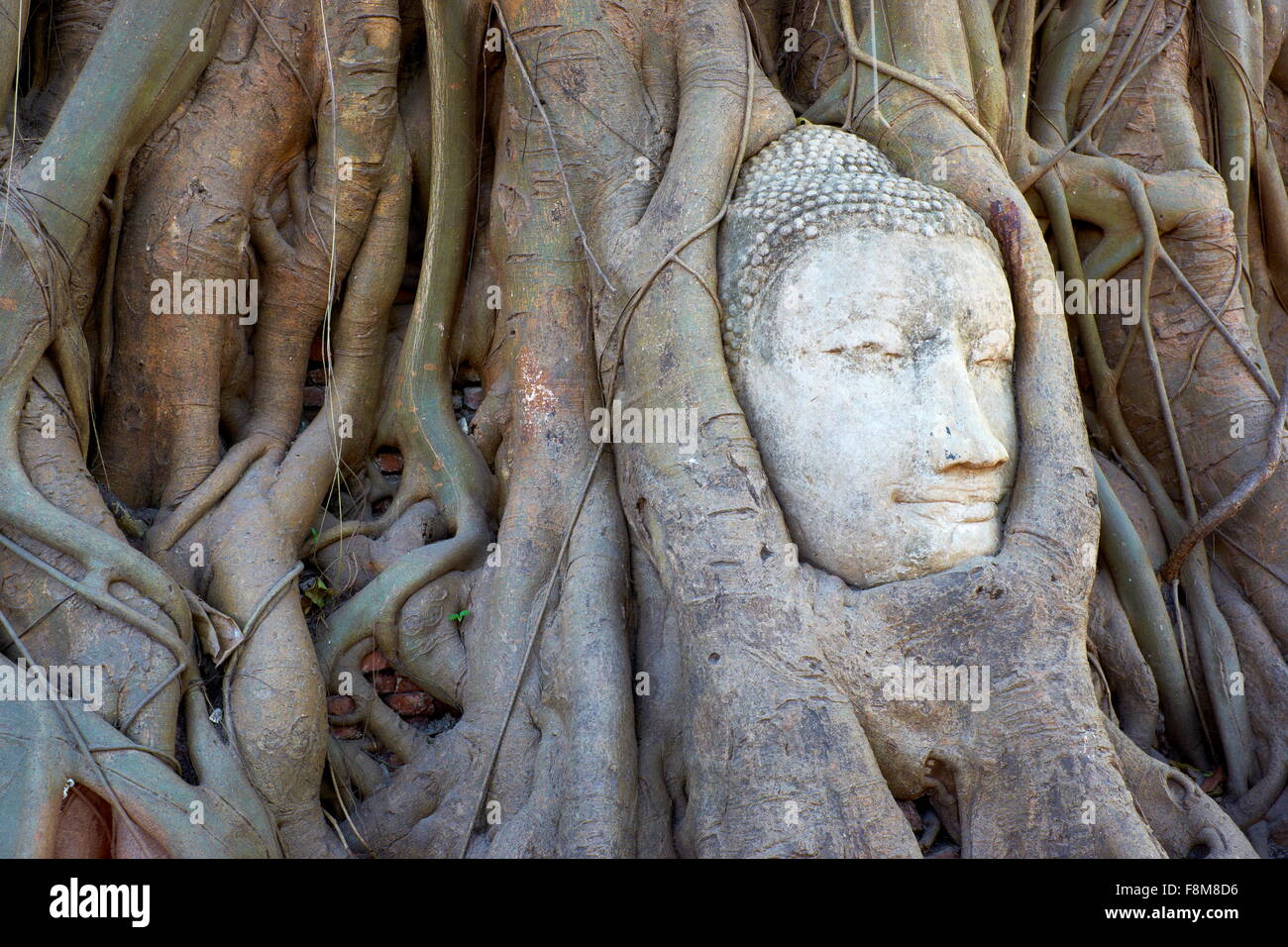Thaïlande - Ayutthaya, Wat Mahathat Temple, une tête de Bouddha envahie par les racines des arbres Banque D'Images