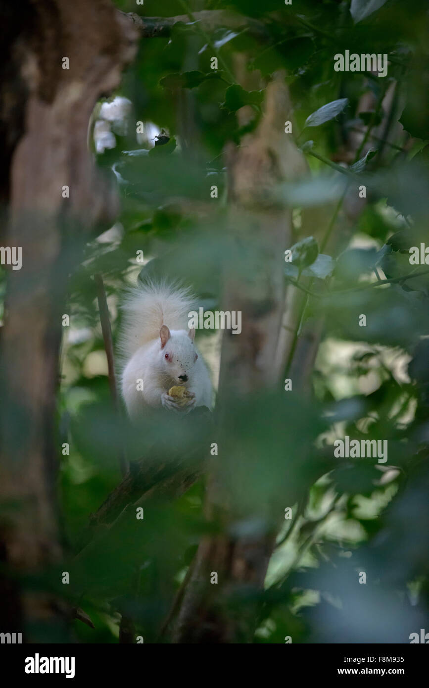 Écureuil albinos repéré en Hastings, East Sussex, UK. Banque D'Images