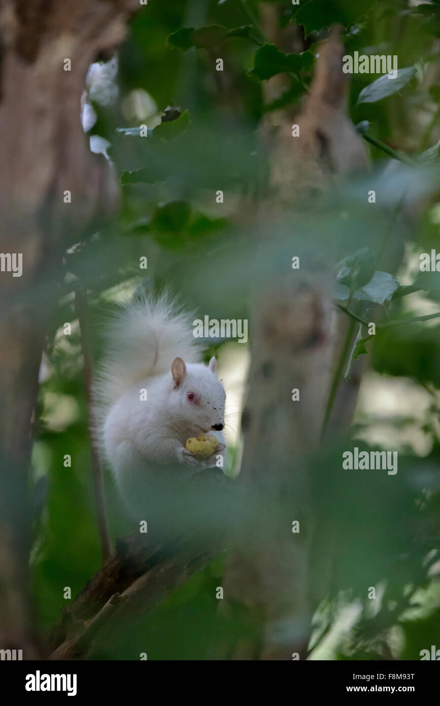 Écureuil albinos repéré en Hastings, East Sussex, UK. Banque D'Images