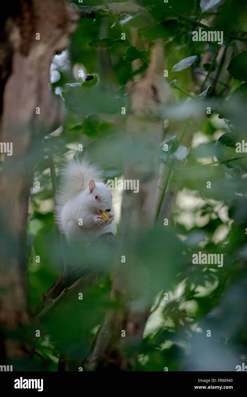 Écureuil albinos repéré en Hastings, East Sussex, UK. Banque D'Images