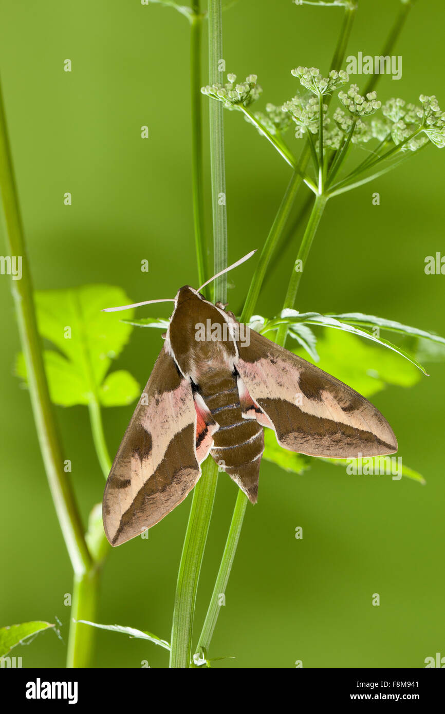 Spurge Hawk-moth, Sphynx de l'euphorbe ésule, Wolfsmilch-Schwärmer, Wolfsmilchschwärmer, Hyles euphorbiae, Celerio euphorbiae Banque D'Images