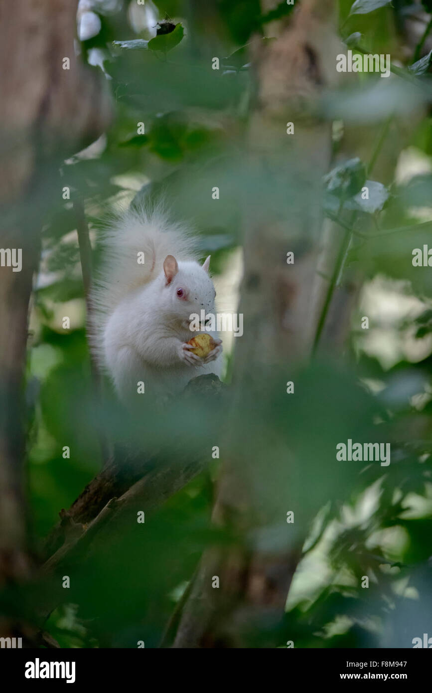 Écureuil albinos repéré en Hastings, East Sussex, UK. Banque D'Images