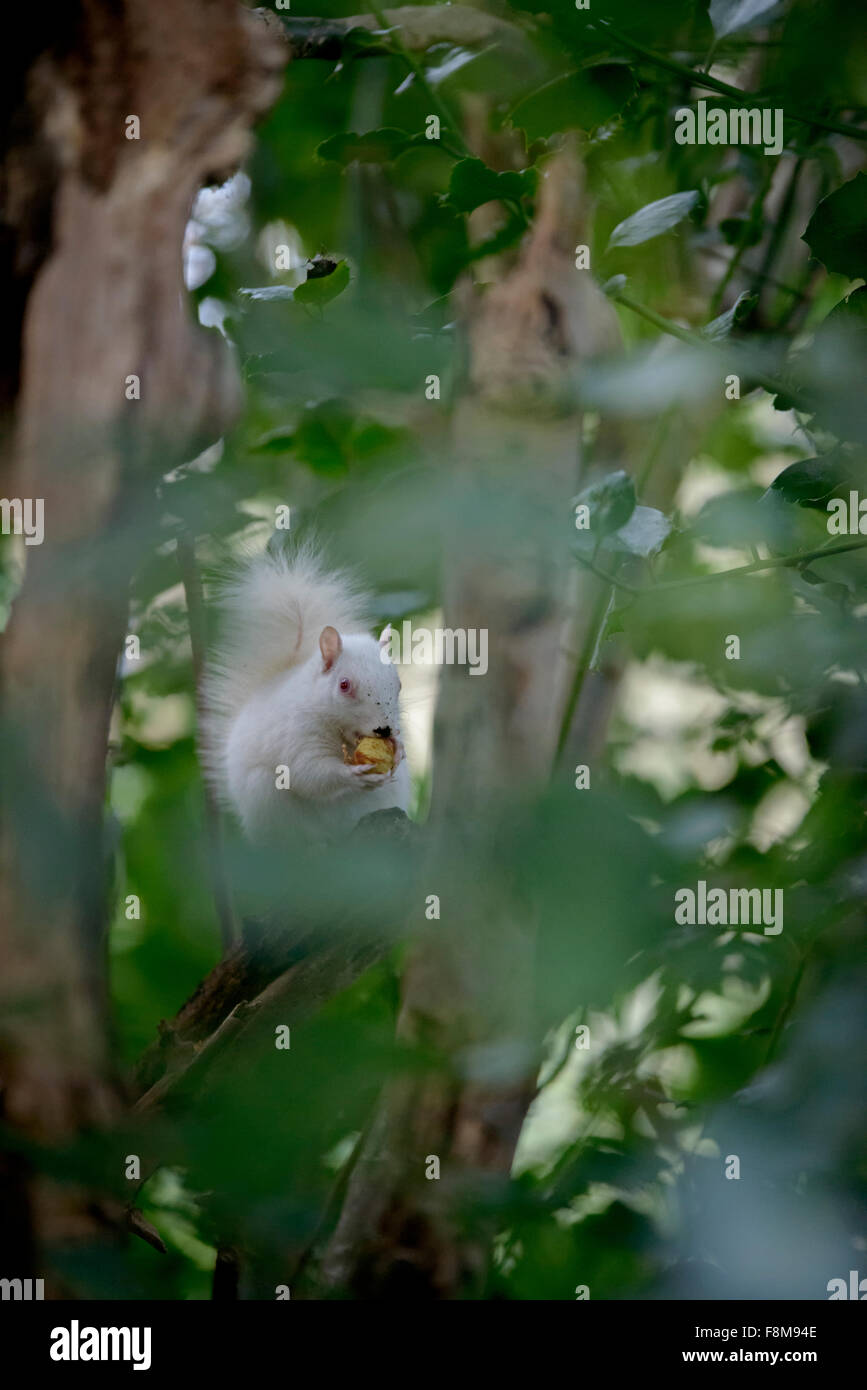 Écureuil albinos repéré en Hastings, East Sussex, UK. Banque D'Images