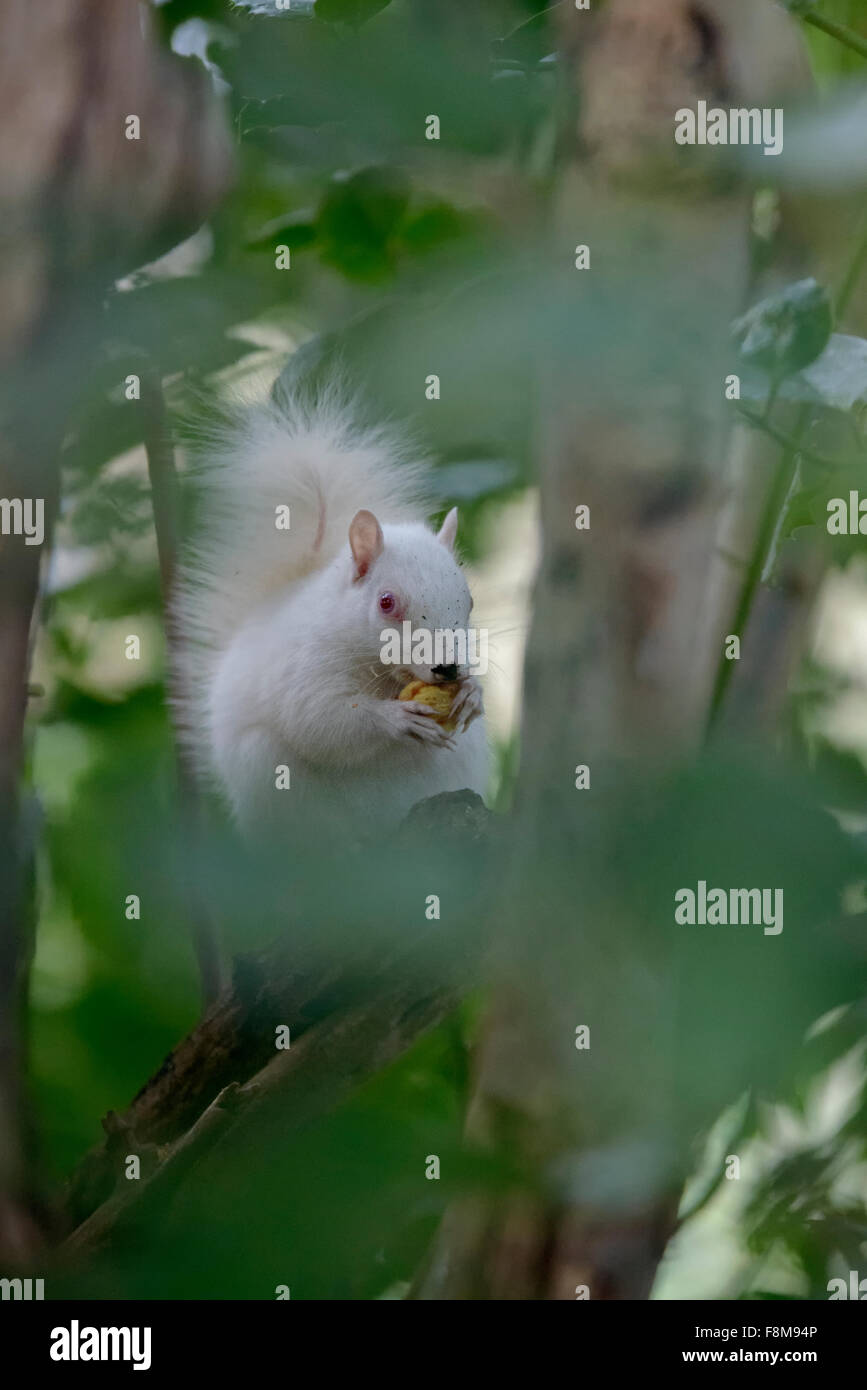Écureuil albinos repéré en Hastings, East Sussex, UK. Banque D'Images
