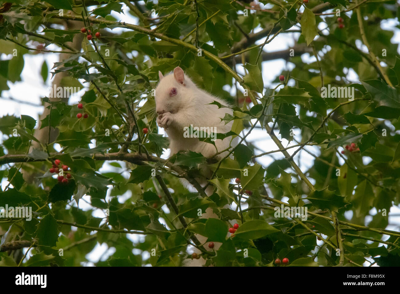 Écureuil albinos repéré en Hastings, East Sussex, UK. Banque D'Images