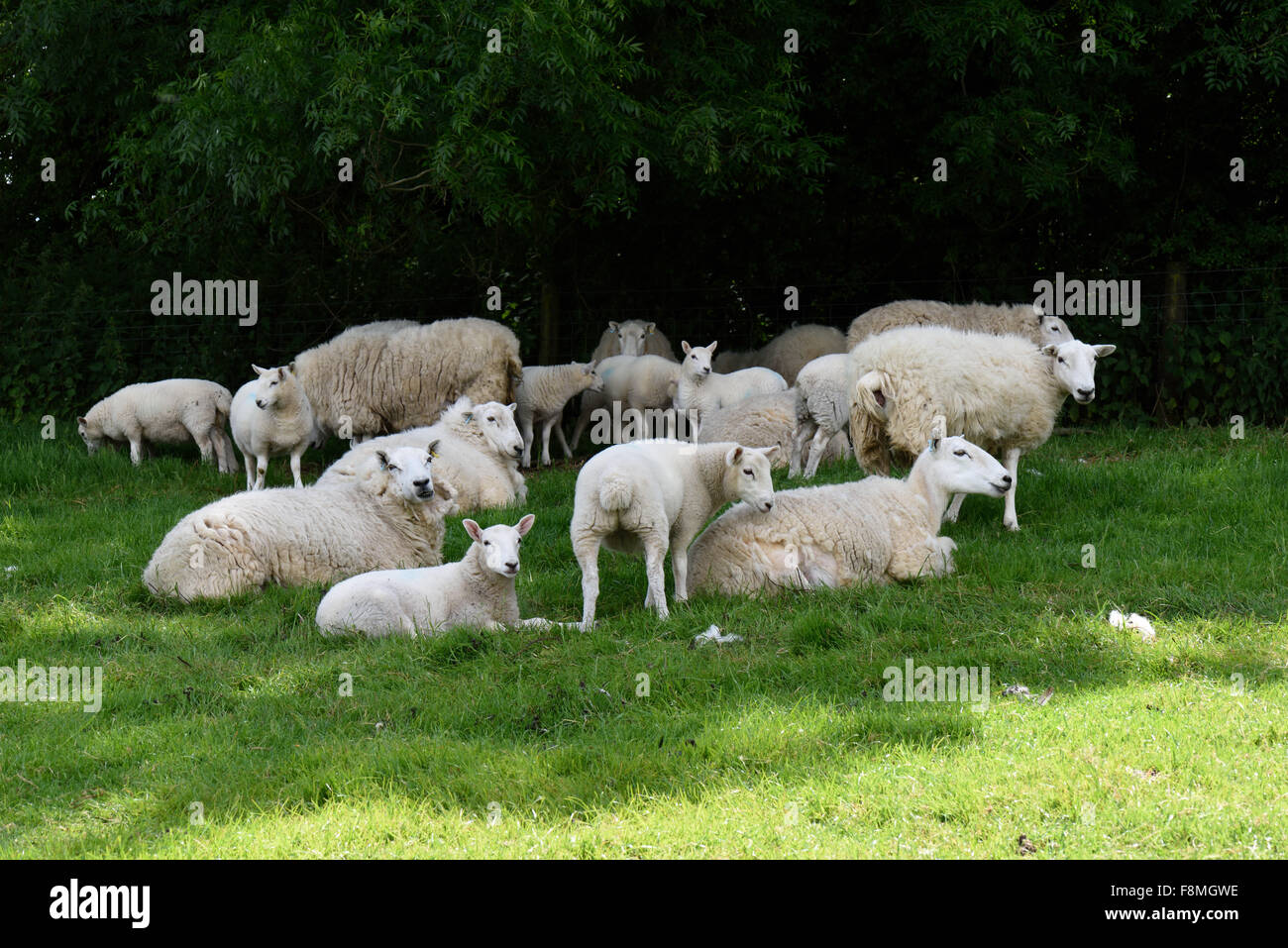 Les brebis avec leurs agneaux Cheviot en été shelting dans l'ombre du soleil de midi, Berkshire, juin Banque D'Images