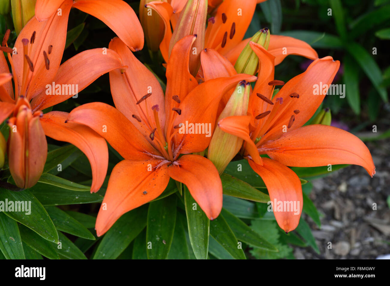 De plus en plus faible des lis fleur orange ouvrir en plein soleil dans un jardin lit de fleur, Berkshire, juin Banque D'Images