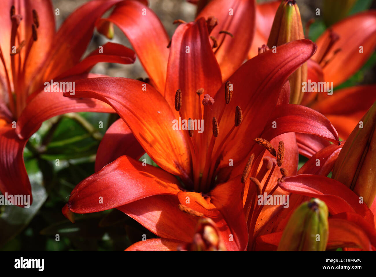 De plus en plus faible des lis fleuri rouge ouvrir en plein soleil dans un jardin lit de fleur, Berkshire, juin Banque D'Images